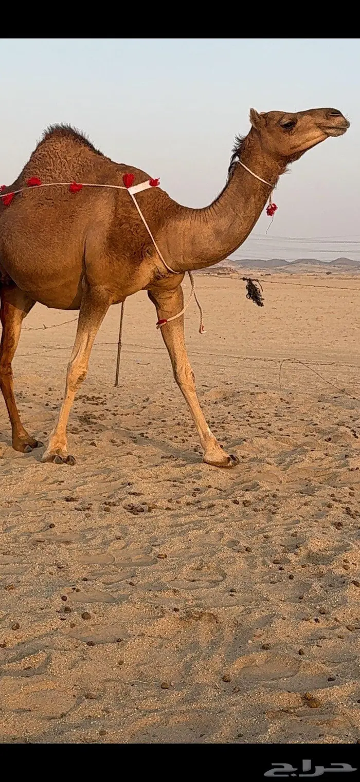 بكرة ثنية لقحة ساحلية كفو 3