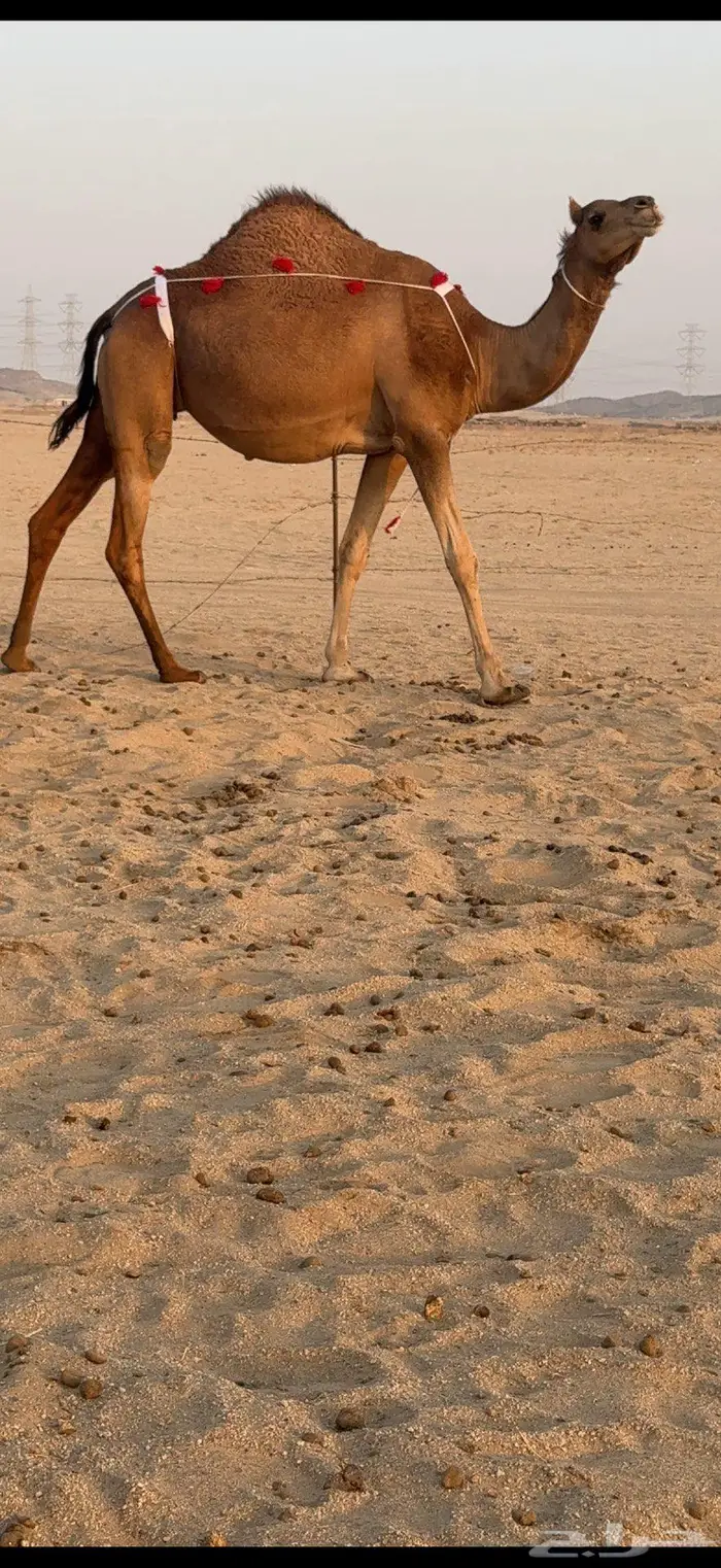 بكرة ثنية لقحة ساحلية كفو 2
