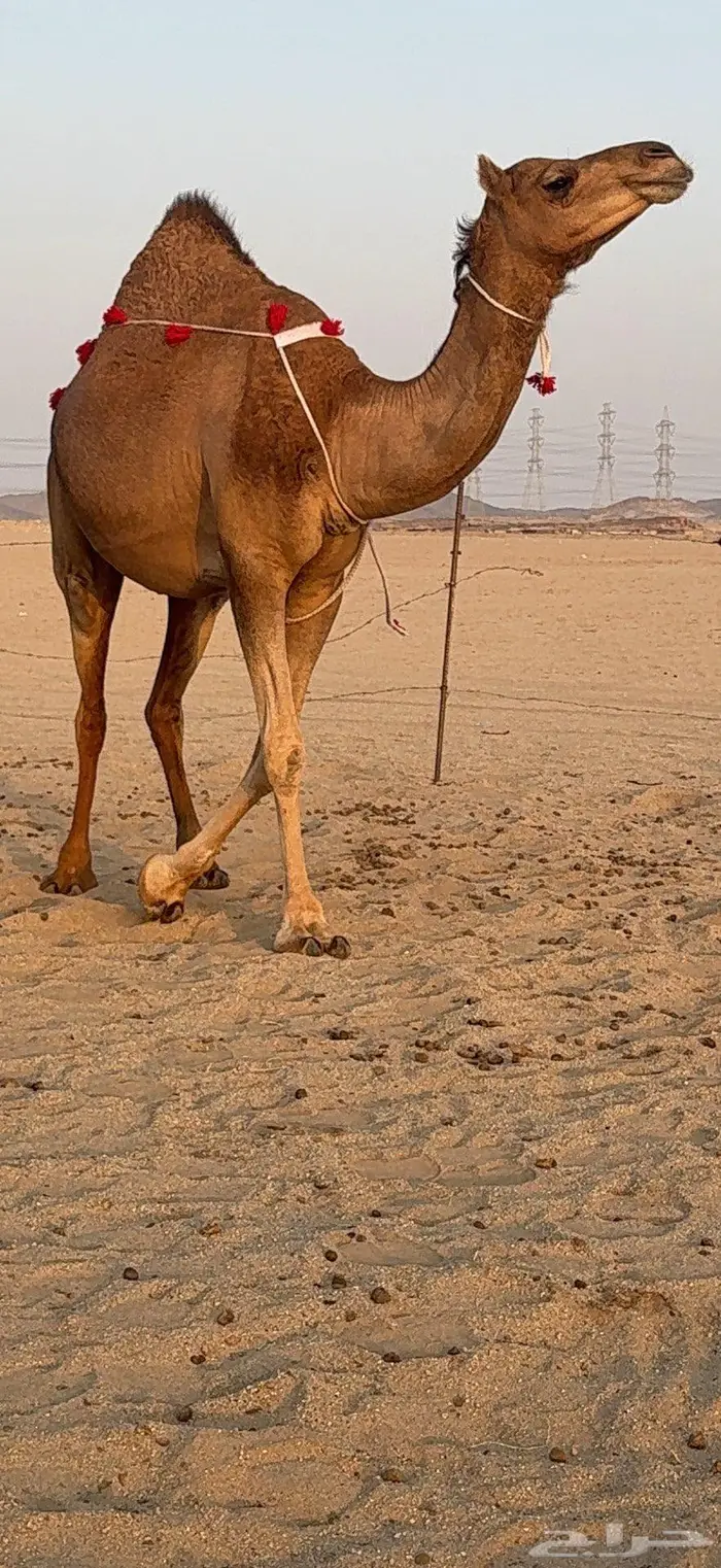 بكرة ثنية لقحة ساحلية كفو 6