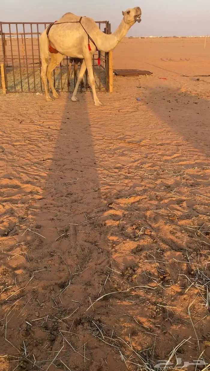 للبيع بكر عشرا كفو غيثيه 0
