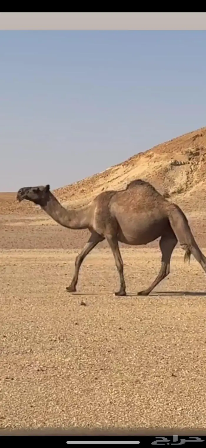 القحه صفرا 0