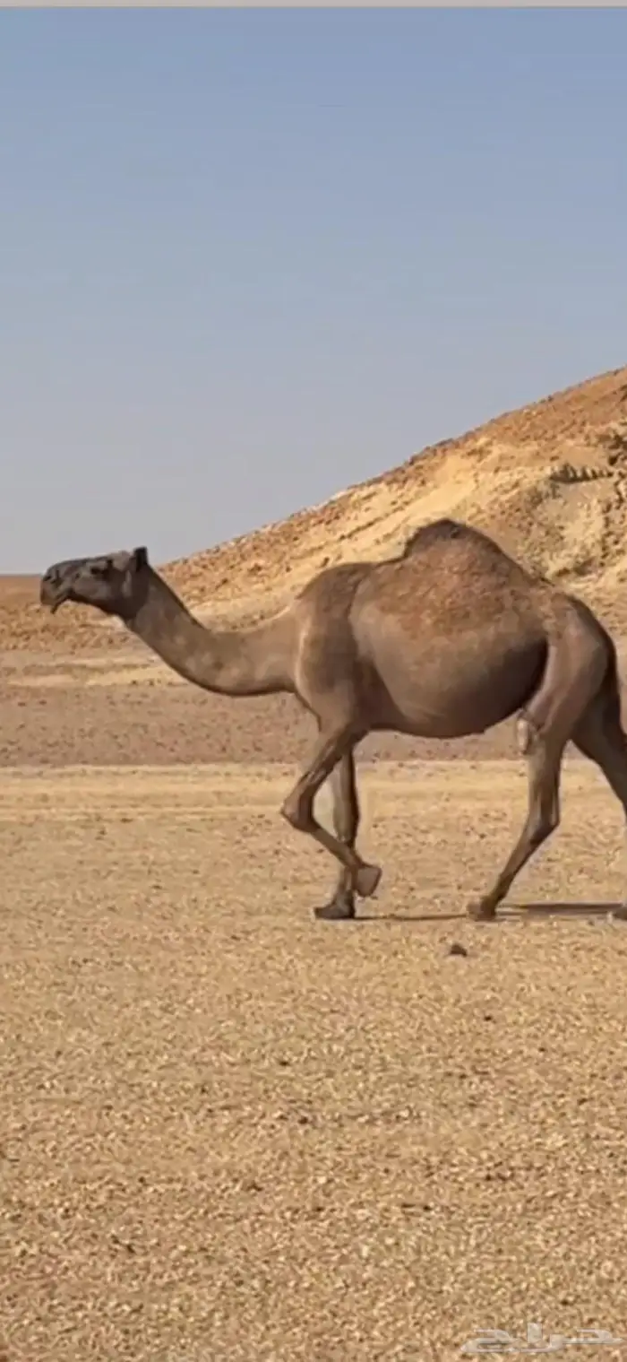 القحه صفرا 2
