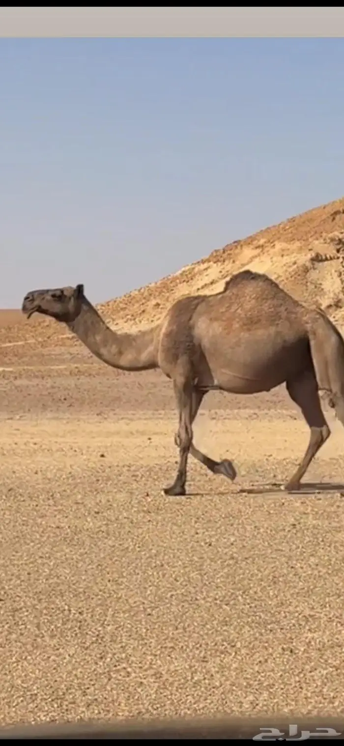 القحه صفرا 1