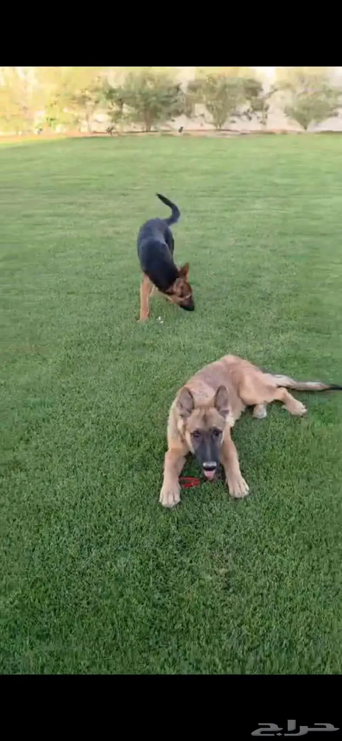 كلاب جيرمان شيبرد مطعمة ومحصنة العمر 5 اشهر 2