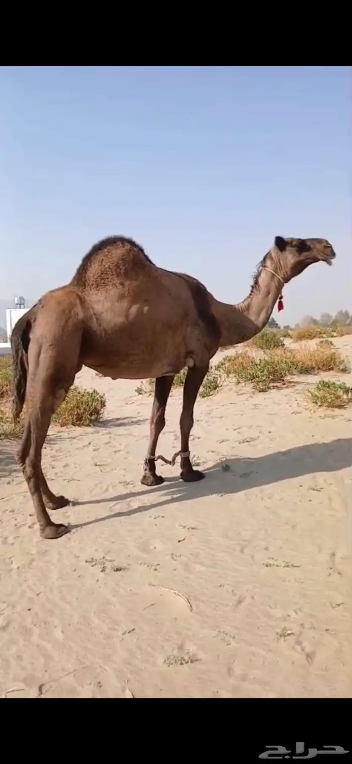أبل للبيع 1