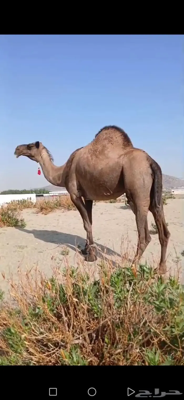 أبل للبيع 0
