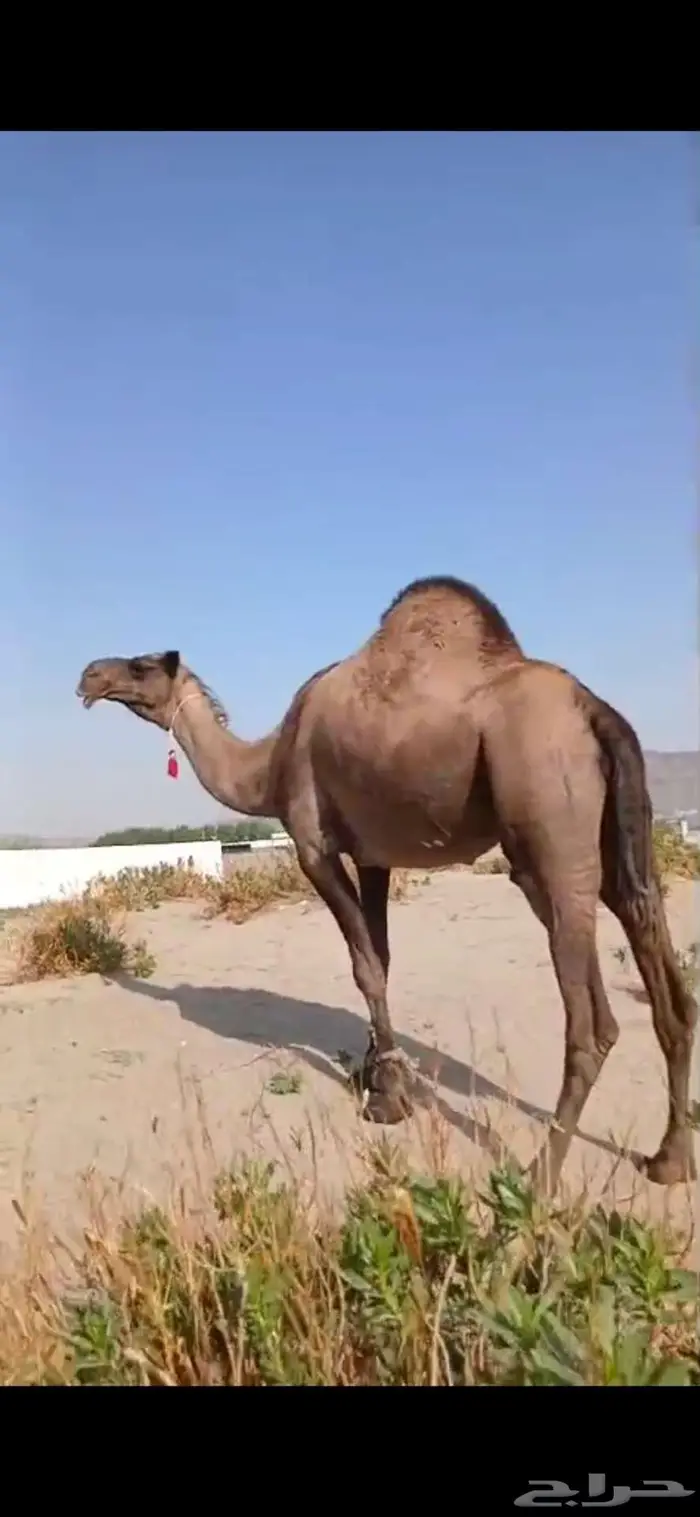 أبل للبيع 3