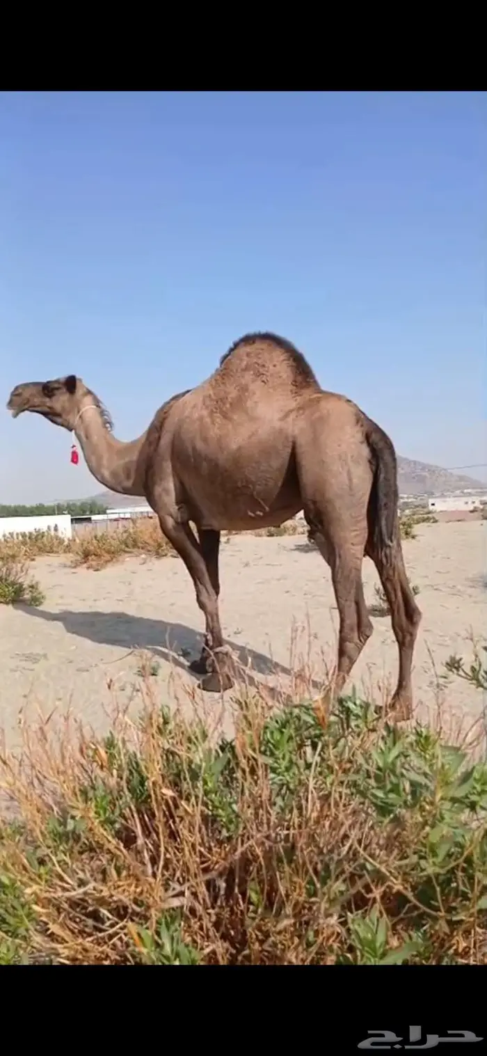 أبل للبيع 2