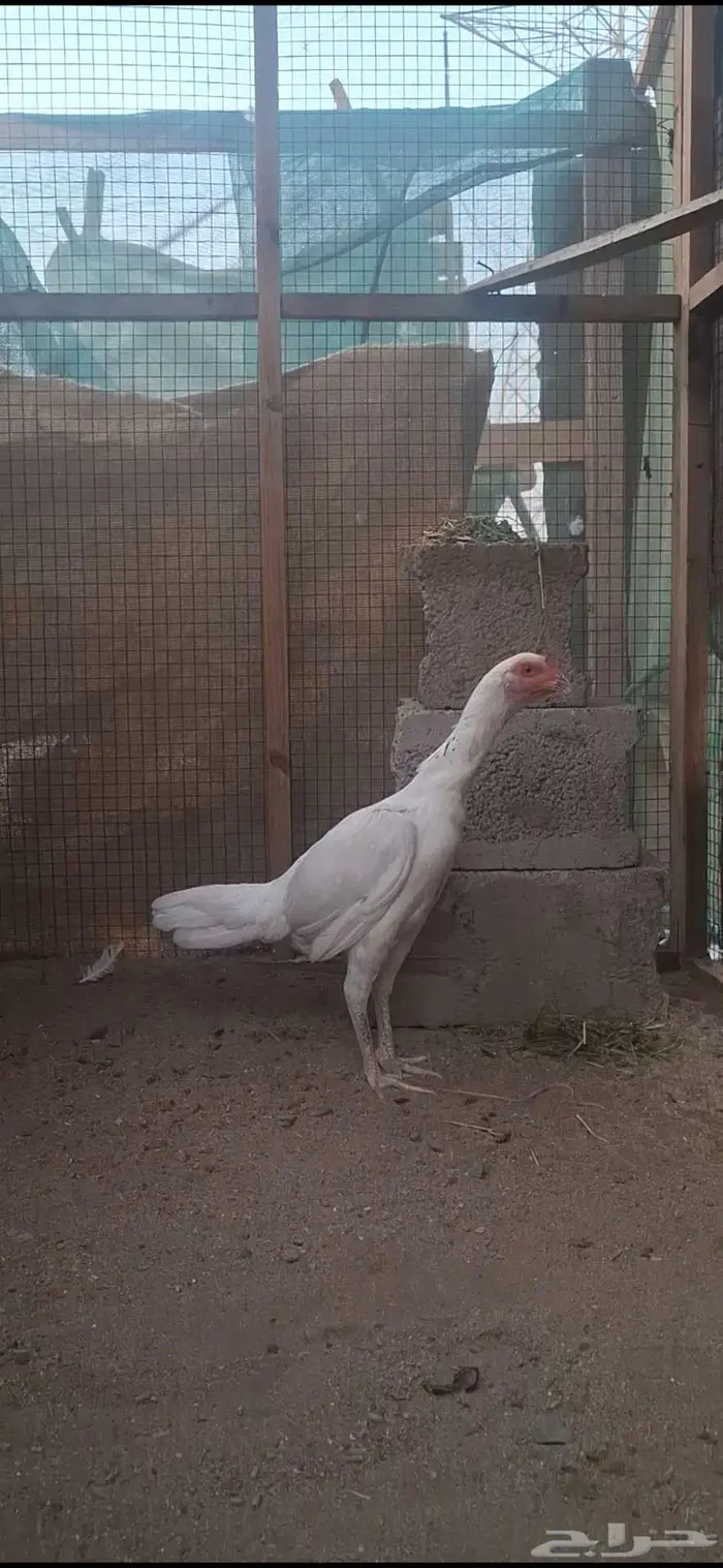 دجاجه سندي 0