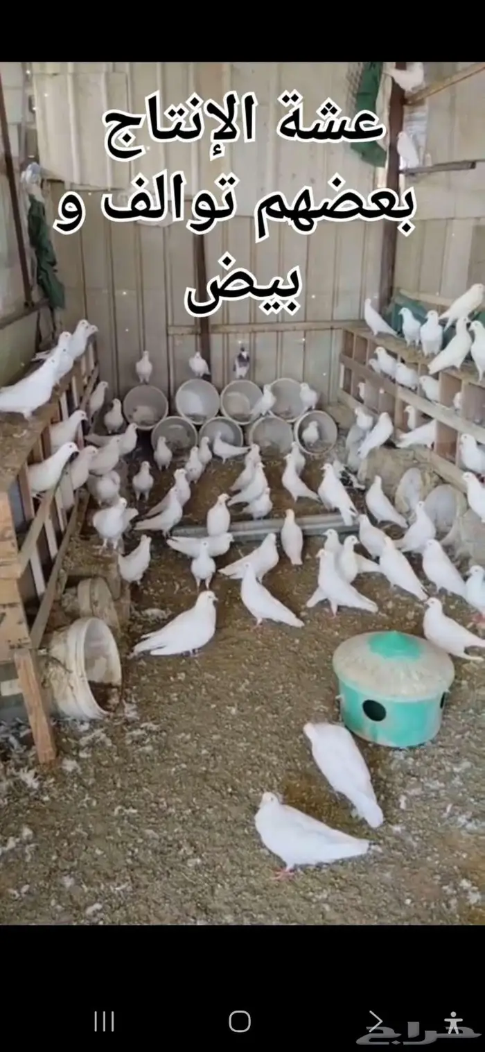 حمام لاحم منتج شبب الخرج 0