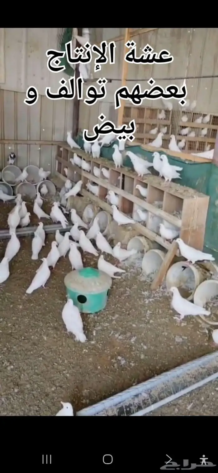 حمام لاحم منتج شبب الخرج 1