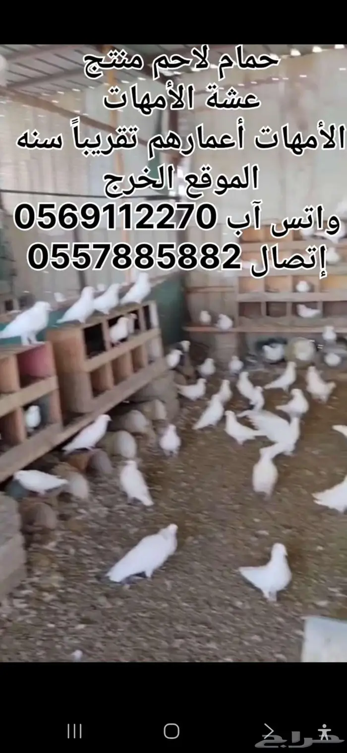 حمام لاحم منتج شبب الخرج 2