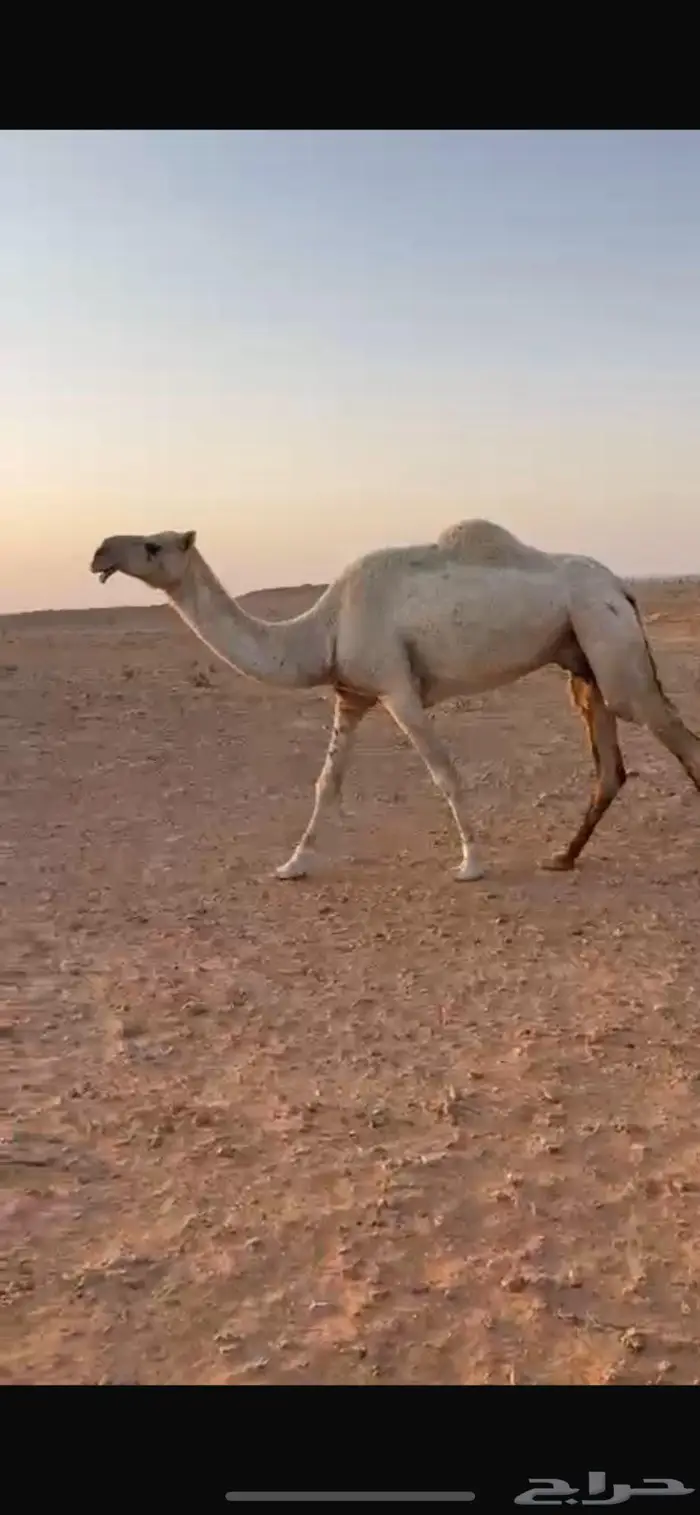 ضريبه وضحاء 0