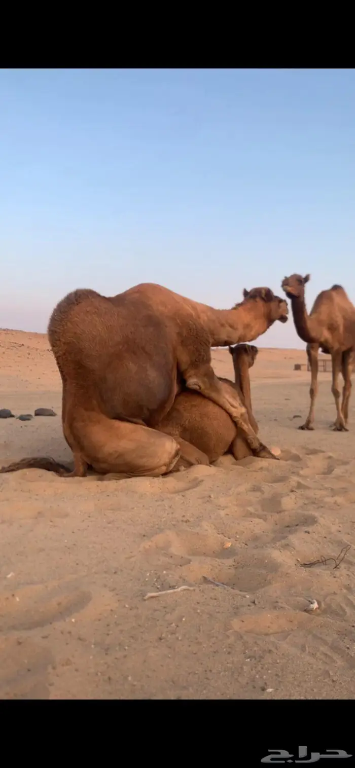 جمل احمر للبيع 1