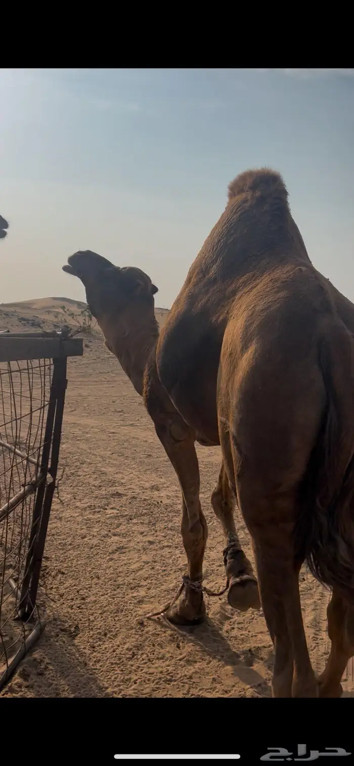 جمل احمر للبيع 2