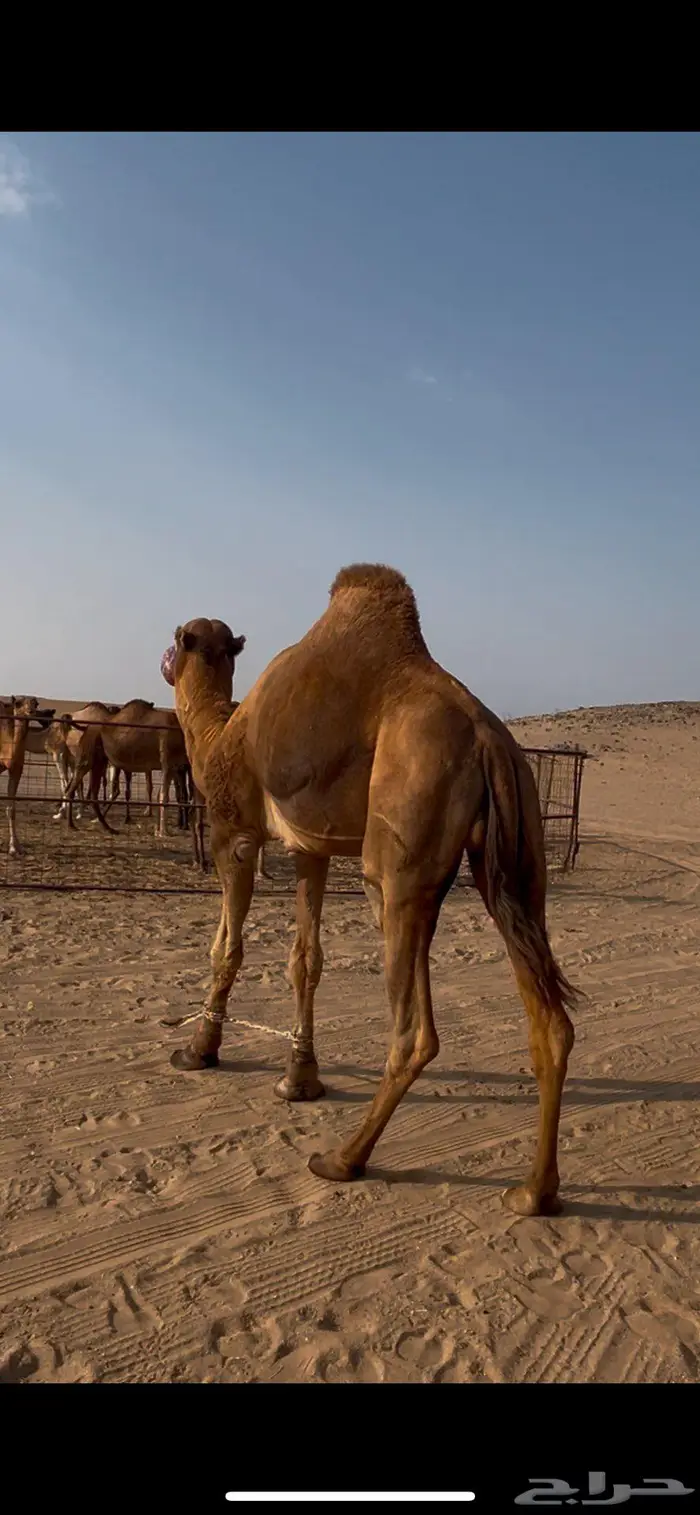 جمل احمر للبيع 3