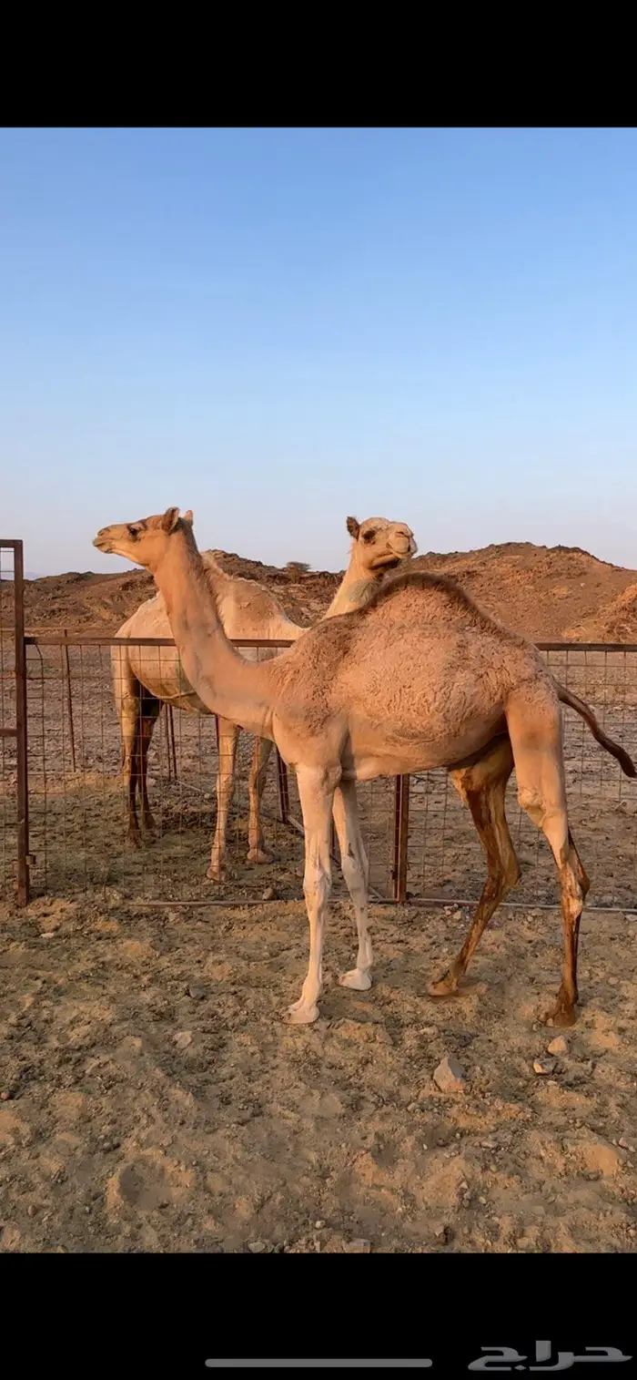 بكره مفروده جاهزه للتدريب 0