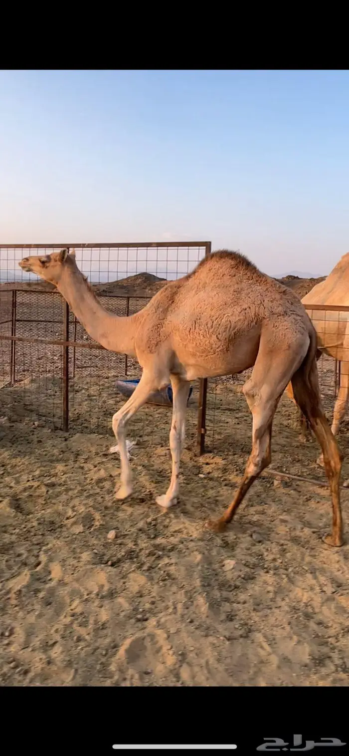 بكره مفروده جاهزه للتدريب 1