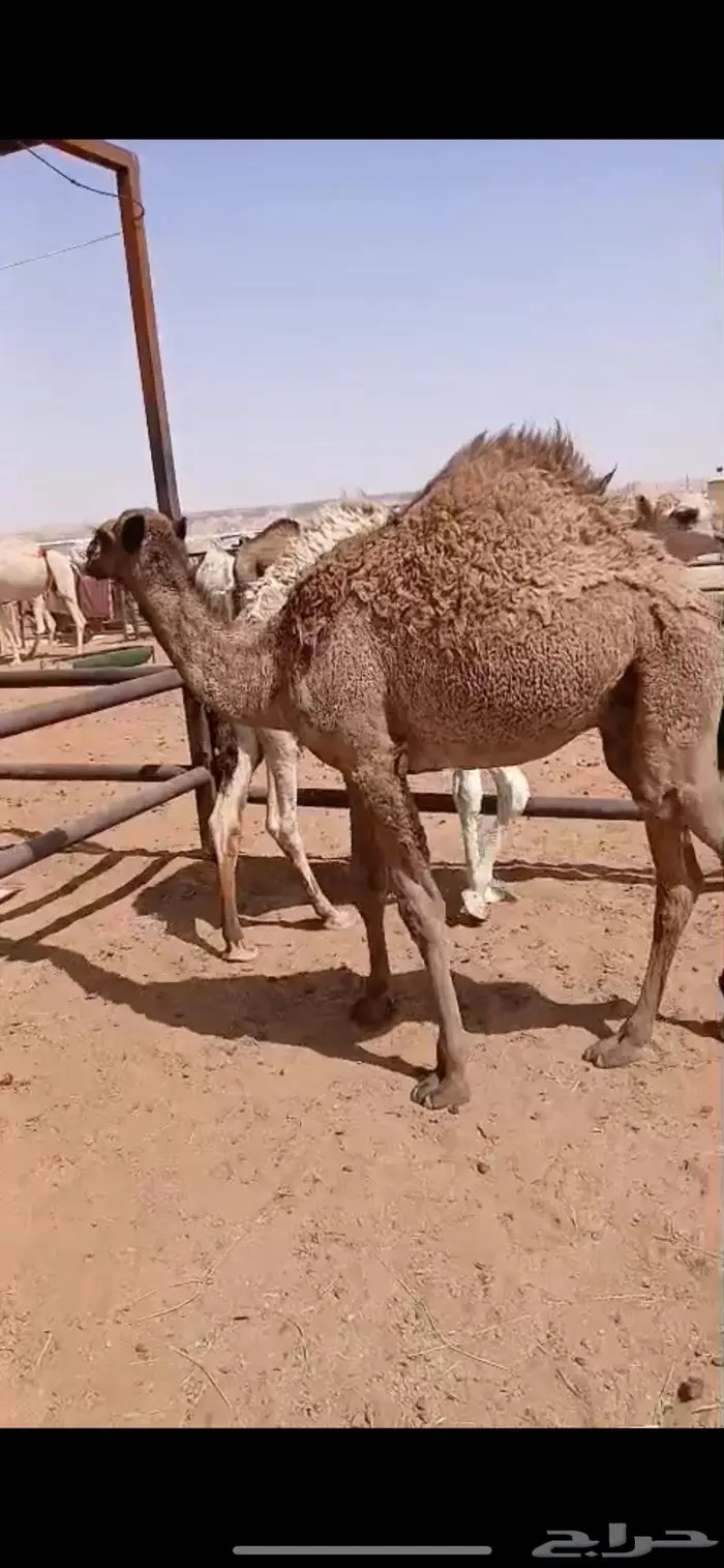 قعودين بريات طايشه 0