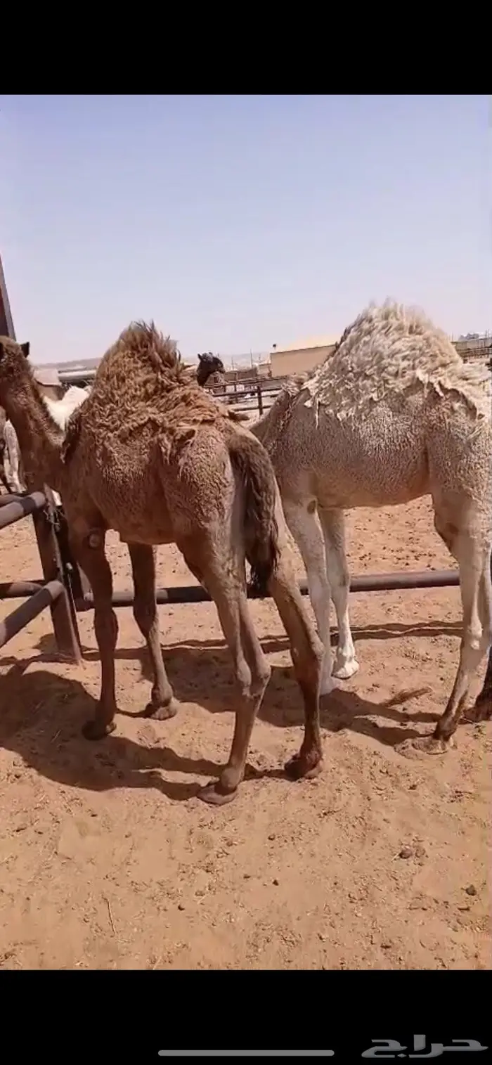 قعودين بريات طايشه 1