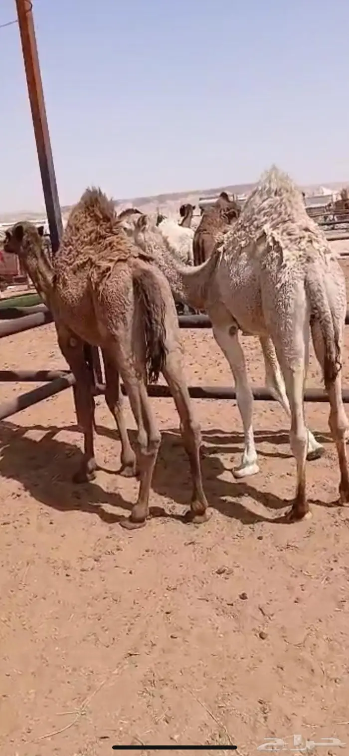 قعودين بريات طايشه 4