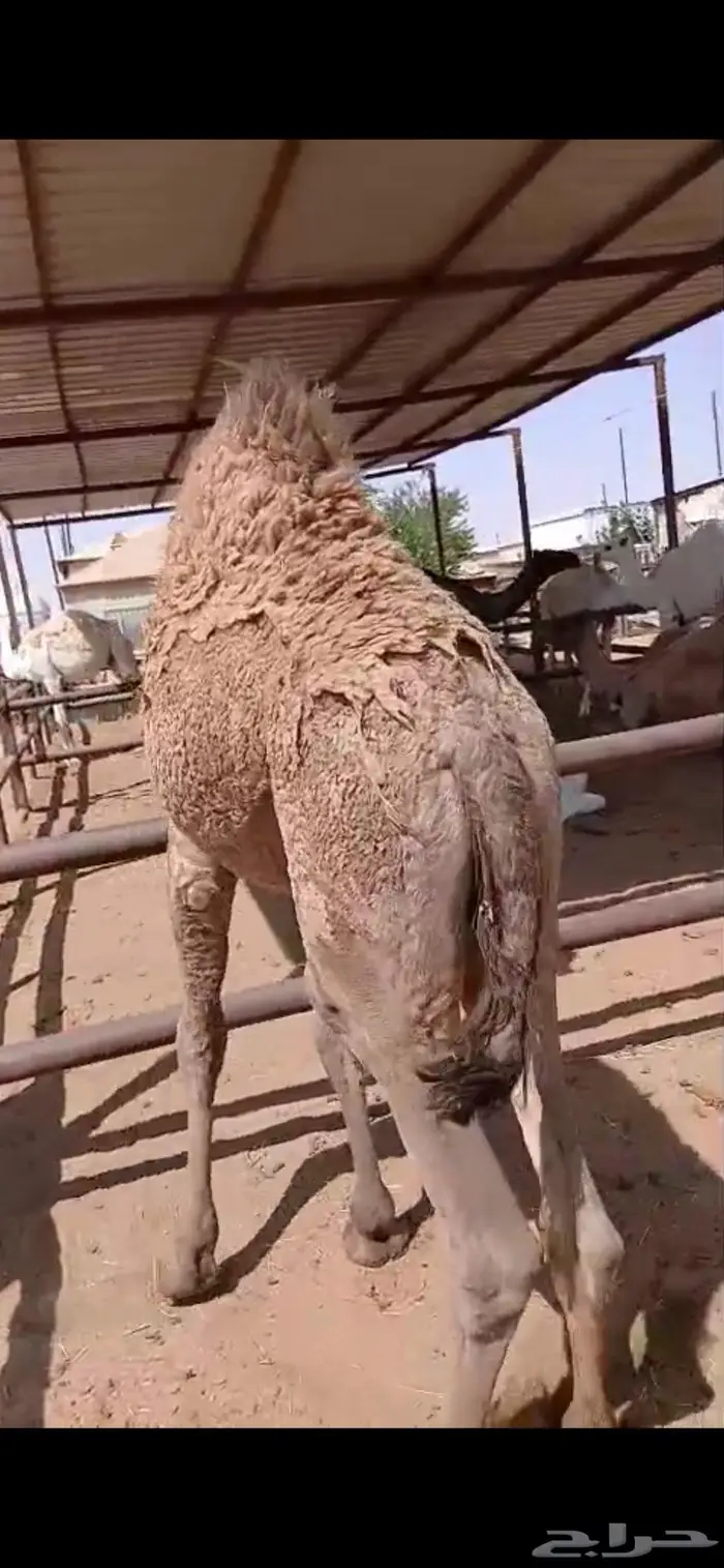 قعودين بريات طايشه 3