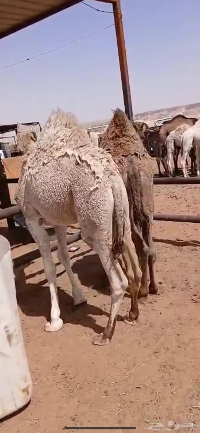 قعودين بريات طايشه 5