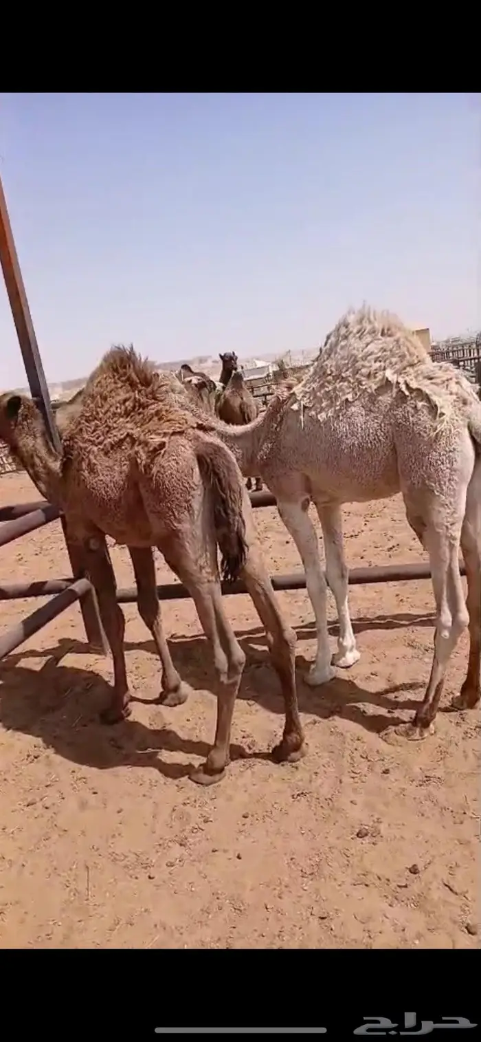 قعودين بريات طايشه 2