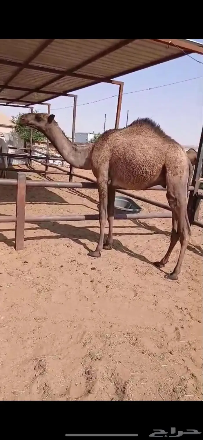 قعود قصب مفرود 0