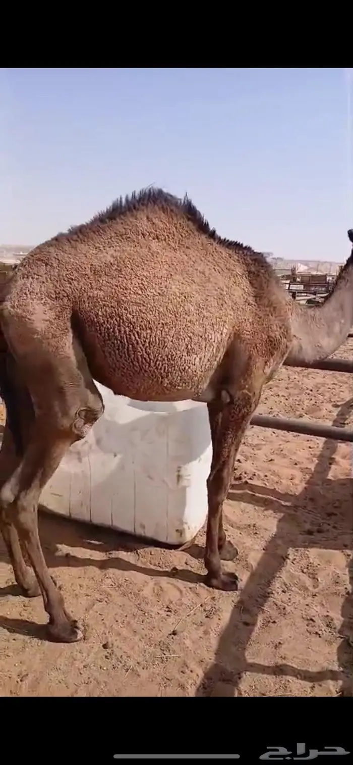 قعود قصب مفرود 2