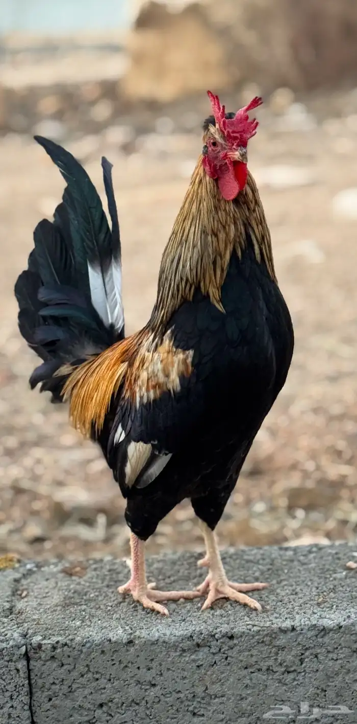 ديك عربي أفرق فاخر 1