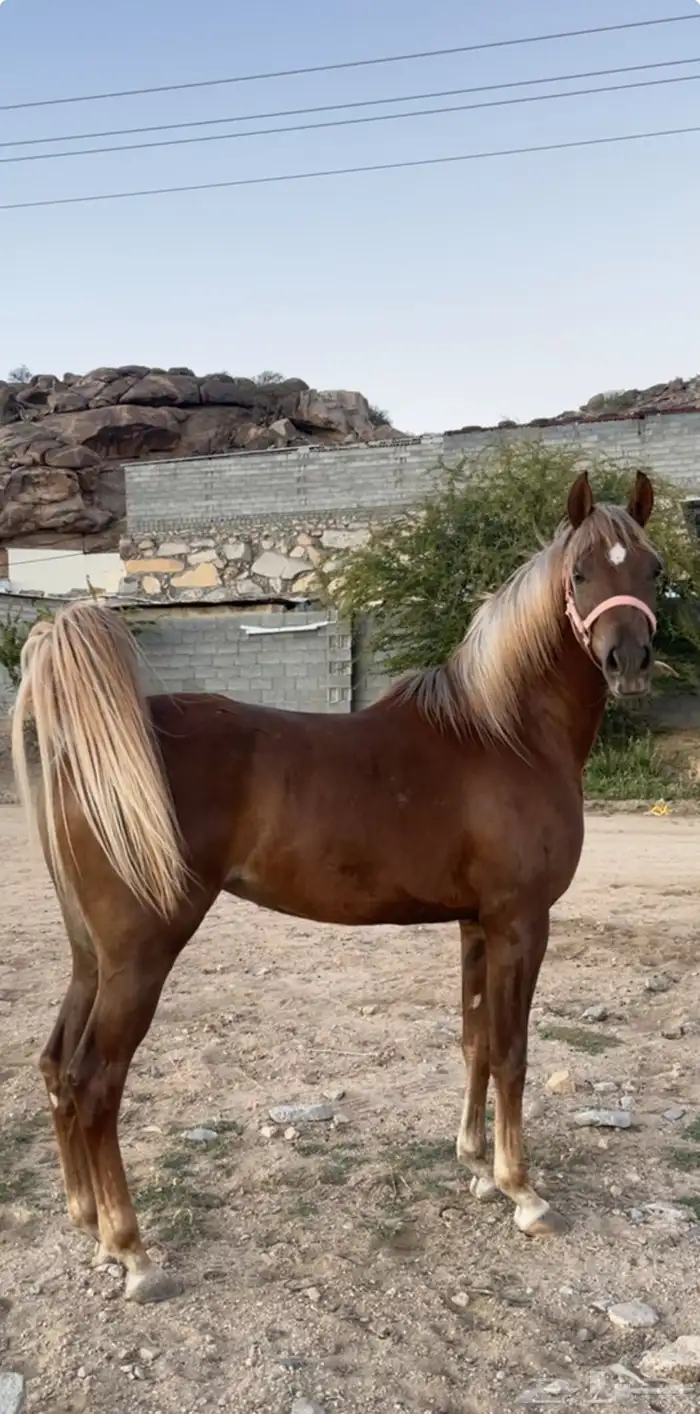 مهرة عربيه جميلة 1