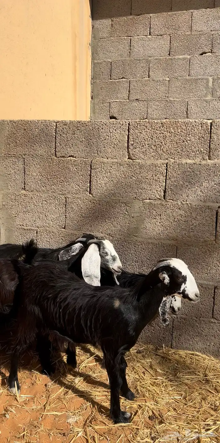 جفرات ذبايح 1