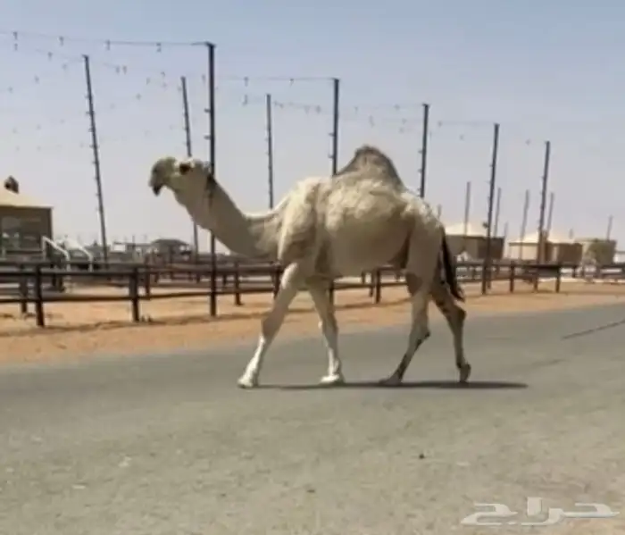 فحل باتلي 0