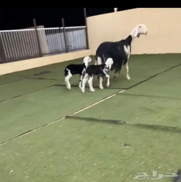 شاة كفو متوم 1