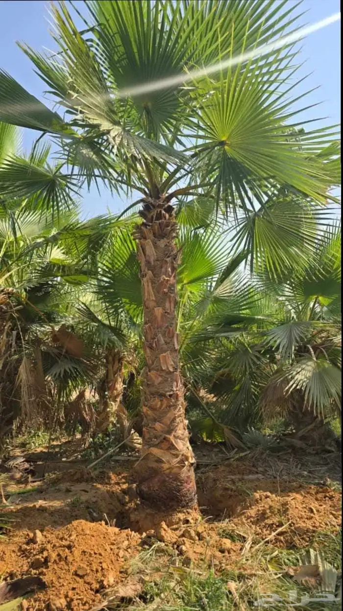 نخل نخيل واشنطن 3
