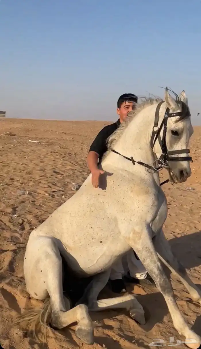حصان الاسم وهاج العمر من أربع إلا ثلاثا احصان زين ومشالله 3