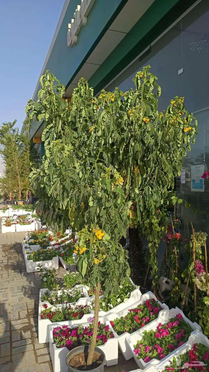 نخيل وأشجار جميع المقاسات 3