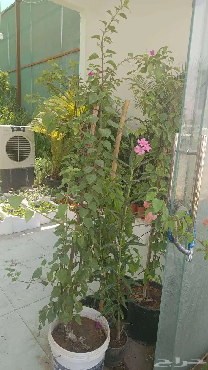 نخيل وأشجار جميع المقاسات 9