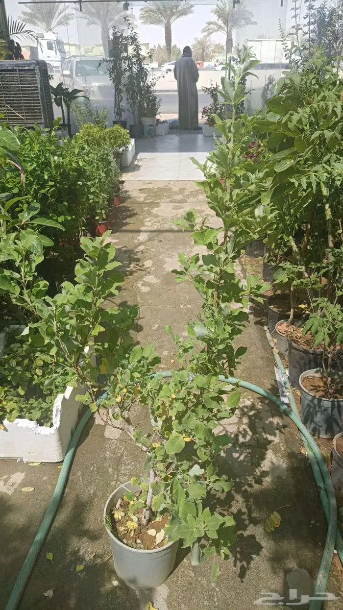نخيل وأشجار جميع المقاسات 11