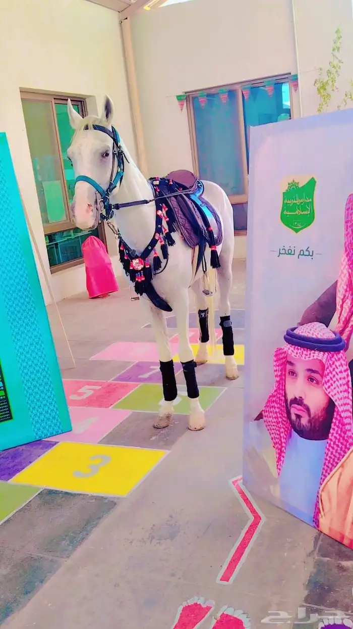 اجار جمال رحول وخيل عربية اصيلة 2