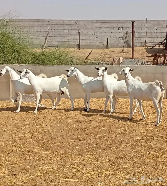 معزا بيشيات عفر ( بيض ) 0