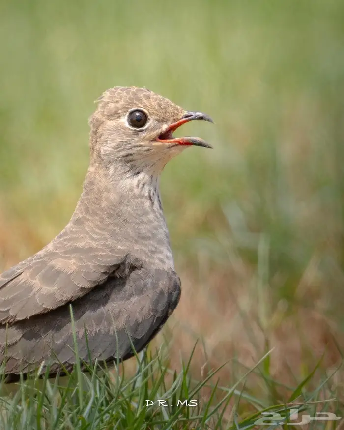 كاميرا نيكون Nikon Z50II 2