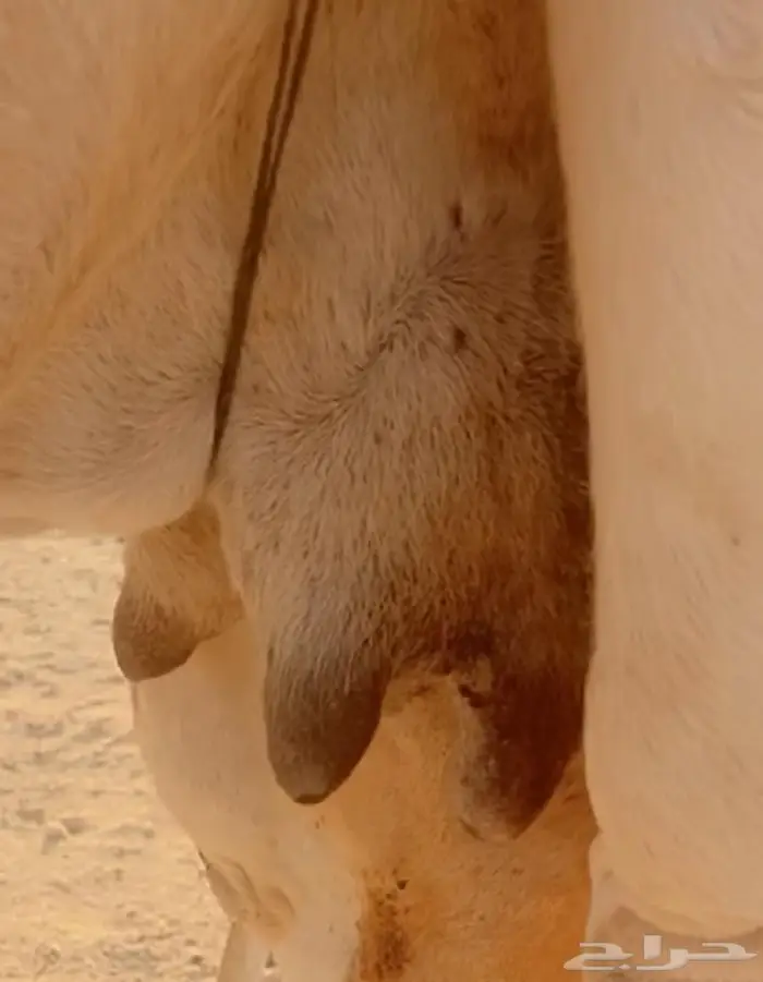 عشرا مبيوع ولدها كفوو 2