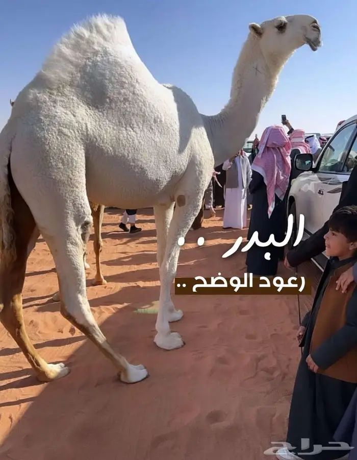 لوحة ناقه هجن 2
