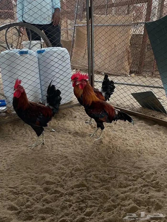 ديوك عربي للبيع 6