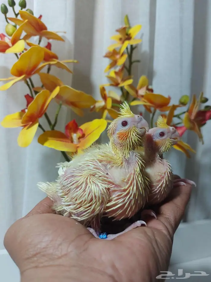 فروخ كروان لاتينو عيون حمرا (( تم البيع )) 1