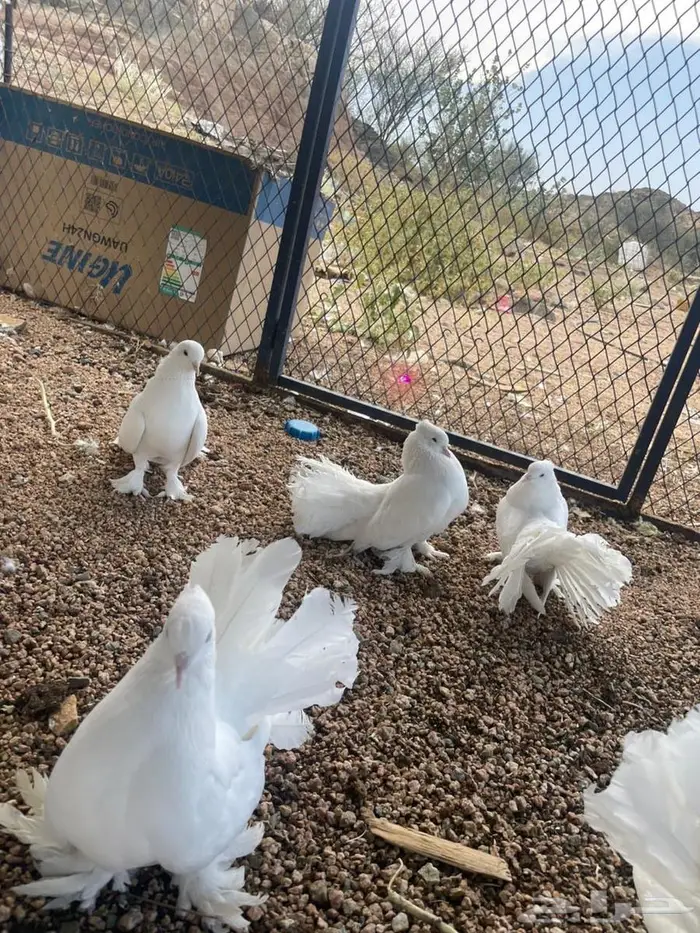 حمام فرنسي منتج 5