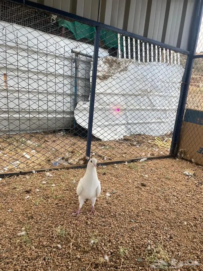 حمام فرنسي منتج 4