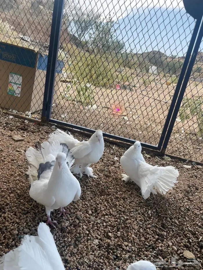 حمام فرنسي منتج 3